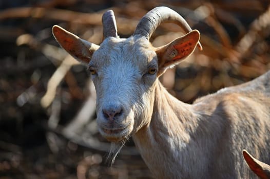 Beautiful goats on the farm. Concept for animals and agriculture
