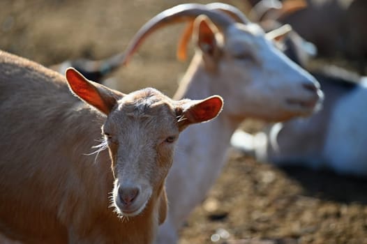 Beautiful goats on the farm. Concept for animals and agriculture

