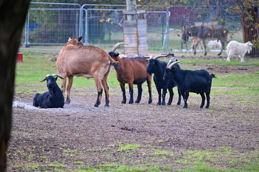 Beautiful goats on the farm. Concept for animals and agriculture
