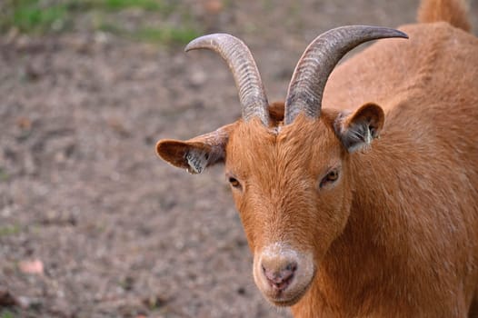 Beautiful goats on the farm. Concept for animals and agriculture
