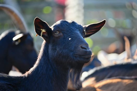 Beautiful goats on the farm. Concept for animals and agriculture
