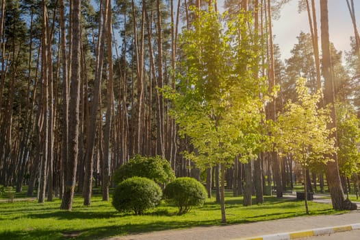 Picturesque park with tall pine trunks, bushes, and young maples. The park has a green lawn. On a clear sunny day, long shadows fall from the trees.