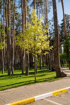 Young maple in the park, in spring. Trees in the city park, creating an eco-environment