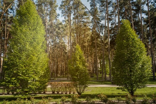 Alleys of various trees in the city park on a clear day, in the sun's rays. Various trees grow in the public space, among the trees and lawns of the paths for walks.