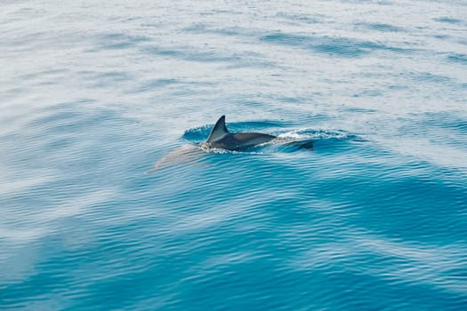 dolphin in blue water, dolphin fin, azure water. High quality photo