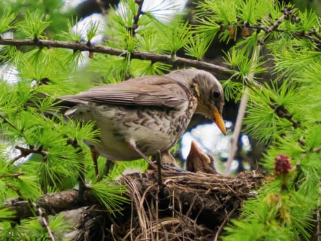 Fieldfare or Thrush in nest with chicks. Nesting season. Fieldfare or Turdus pilaris nest built in the crown of pine tree. Spring time. Birdwatching concept.