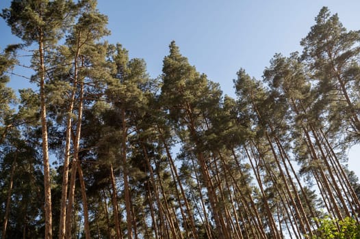 Tall green trees in a city park in the rays of the setting sun, against the background of a cloudless blue sky. Tall evergreen pines in the forest
