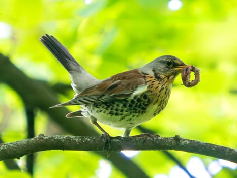 Fieldfare or Turdus pilaris with earthworm in beak. Nest and chick season. Fieldfare found food for chick. Carrying foods. Birds watching. Fieldfare or Thrush side view, slightly front, on tree branch