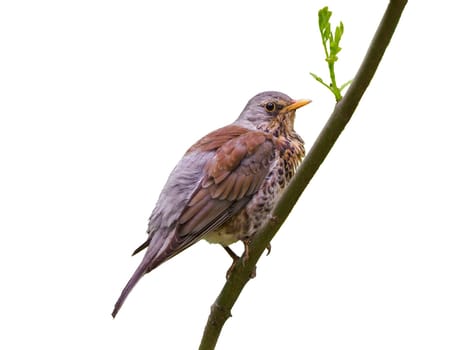 A fieldfare or Turdus pilaris side view, sits on tree branch with young leaf. Isolated on transparent background. Turdus pilaris or Thrush close up, Hi-Res image