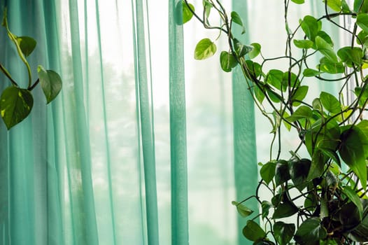 Light curtain, green in color, surrounded by lianna, a house plant. The curtain creates a refreshing atmosphere