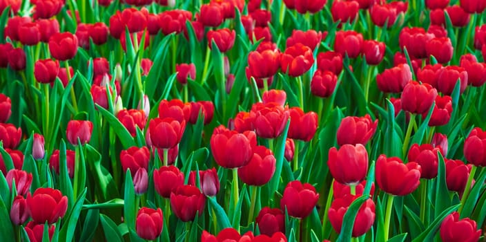 Red tulip flowers blooming on field in spring close-up. Beautiful natural floral background