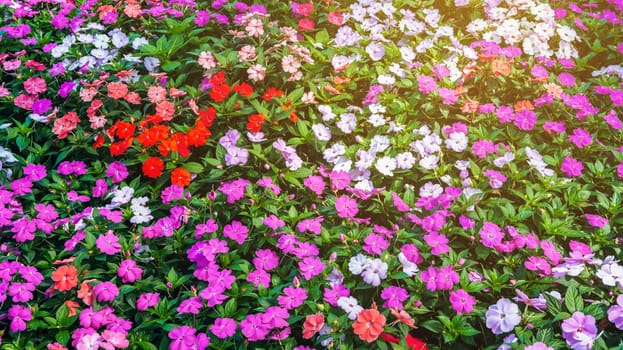 vivid colorful Impatiens walleriana blooming flowers on a flower bed in garden in summer. Beautiful floral background