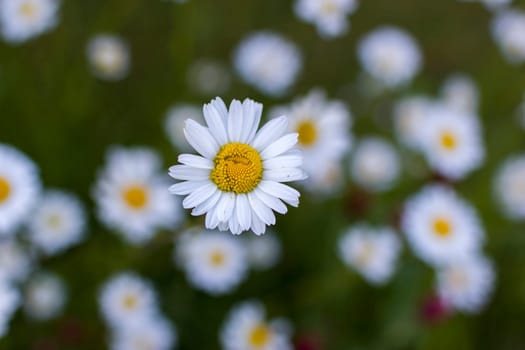 Ox-eye Daisy (Leucanthemum vulgare) in a garden - secret garden - soft focus