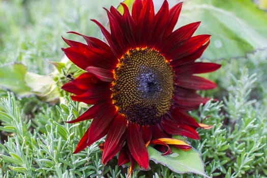 red sunflowers (helianthus annus) in a field - close up