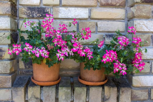 pink geranium in a clay pot on a brick wall