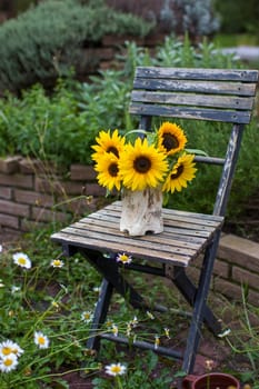 Sunflowers (helianthus) in a vase on chair in the garden