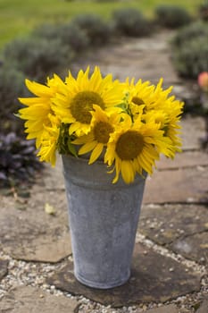 sunflowers in a bucket in the garden - close up