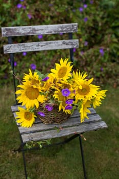 flowers - sunflowers and geranium in a basket on chair in the garden