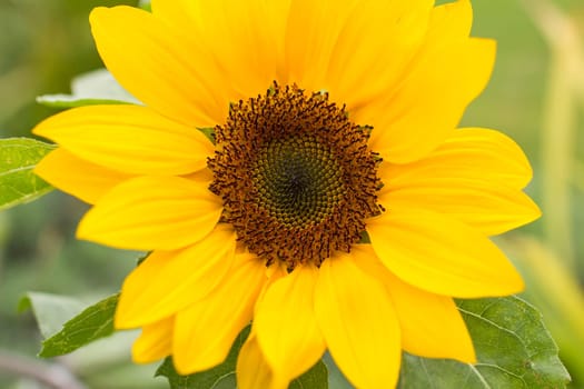 Sunflowers (helianthus) in a field - close up