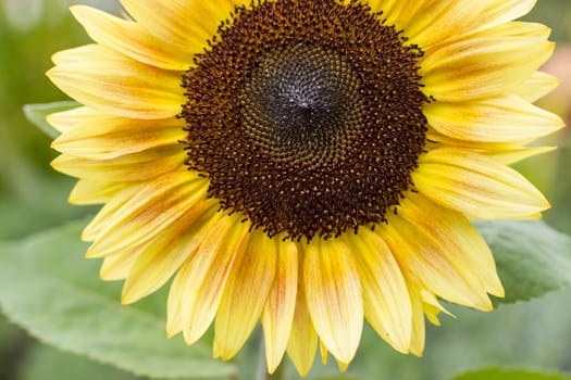 Sunflowers (helianthus) in a field - close up