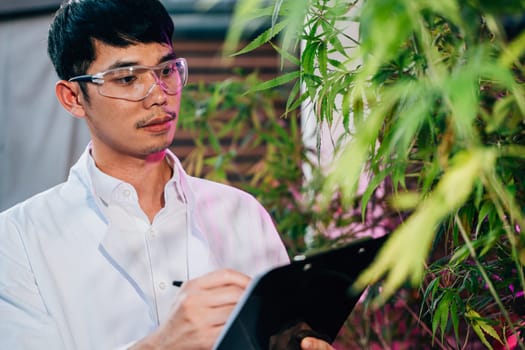 Asian man checking hemp plants in the field writing on clipboard in front of a plant of a cannabis sativa, Scientist wearing safety goggles check quality control marijuana researcher, herbal medicine
