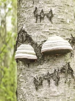 Tinder fungus clinging to a tree trunk in a forest setting, showcasing their unique, layered structure and natural habitat in a close-up. Made with a smartphone