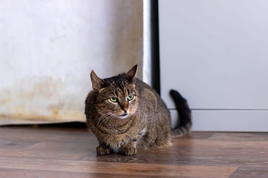 A charming tabby cat is lounging peacefully on the floor, showcasing its playful spirit and vibrant green eyes