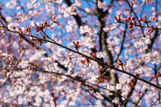A beautiful close up of a cherry blossom tree showcasing its delicate pink and white flowers set against a clear blue sky