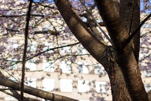 In front of a large building, there stands a majestic tree adorned with beautiful purple flowers, creating a picturesque spring scene
