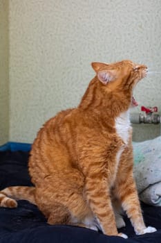 A fluffy cat is peacefully sitting on a cozy bed with its mouth wide open, enjoying a relaxed moment in its comfortable space