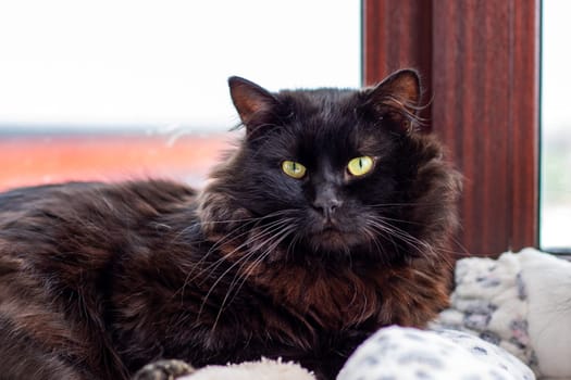 A sleek black cat adorned with striking yellow eyes is comfortably laying down in front of a large window, soaking up the sunlight