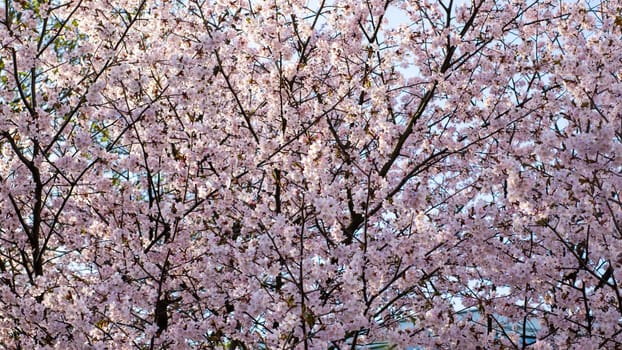 A detailed close up of a beautiful cherry blossom tree adorned with delicate pink flowers set against a vivid blue sky overhead