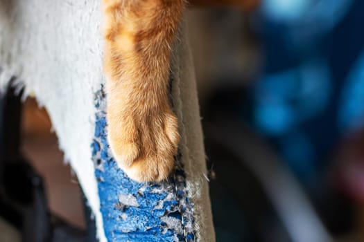This image captures a closeup view of a cats furry paw resting on a scratching post, showcasing its claws and soft fur texture