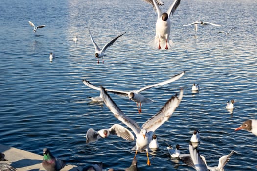 A number of beautiful birds can be seen gracefully flying over a tranquil body of water, creating a picturesque scene in nature