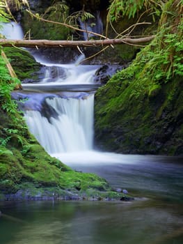 The lush and small Willaby Falls near Lake Quinault in the Olympic Peninsula region in western Washington.