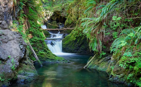 A Panorama of the lush and small Willaby Falls near Lake Quinault in the Olympic Peninsula region in western Washington.