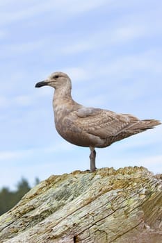 A juvenile glaucous gull is perched on a large piece of driftwood in La Push, Washington.