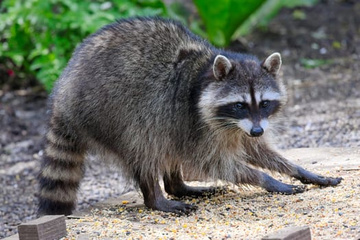A mischievious raccoon raids the bird feeder in Neah Bay, Washington.