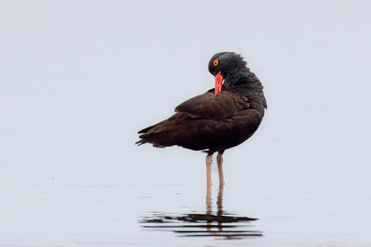 A black oyster catcher preens itself on the shoreline at 2nd beach in La Push, Washington. 