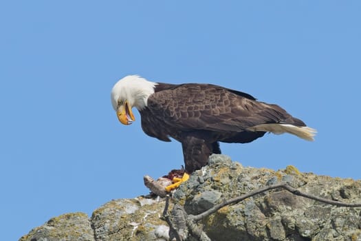 An American bald eagle is perched on a rock with a small bird in its claws for food at Ruby Beach in Washington.