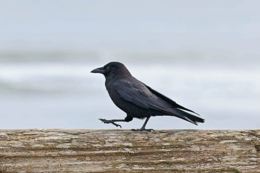 bird, nature, animal, natural, walking, wildlife, outdoor, photography, outdoors, fauna, birdwatching, animal themes, environment, peaceful, standing, log, beak, avian, feathers, habitat, neck, long, ecology, feather, wildlife photography, wildlife observation, species, natural behavior, beauty in nature, leg, horizontal, foraging, black, wild, ornithology, plumage, side view, close-up, animals in the wild, background, closeup, black feathers, birding, perched, wild bird, eye, crow, behavior, La Push, Washington