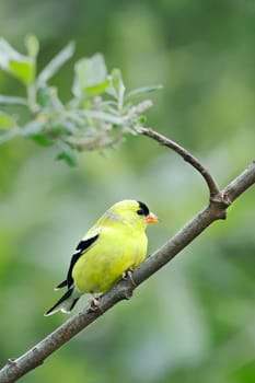 An adult male American Goldfinched is perched on a branch in a tree in Neah Bay, Washington.