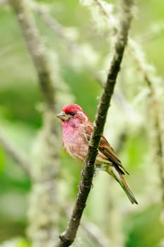 A small purple finch is perched on a small branch in Neah Bay, Washington.