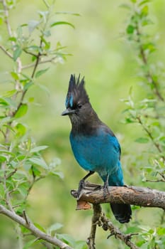 A pretty vibrant blue Stellar's Jay is perched on a small branch in Neah Bay, Washington.