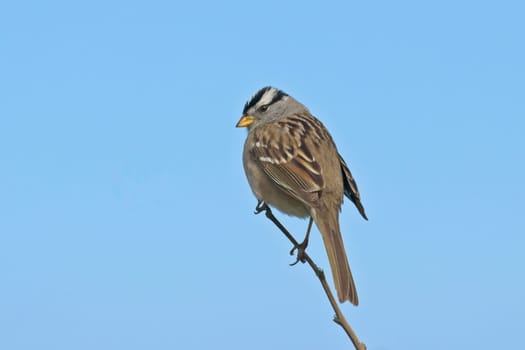 A pretty white crowned sparrow is perched on a small twig against a blue sky in western Washington.