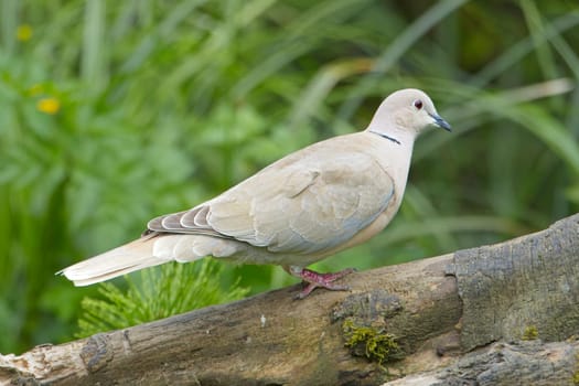 A mouring dove walks on a large tree root in Neah Bay, Washington.