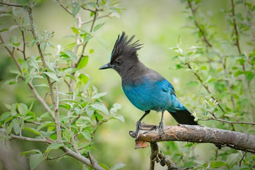 A pretty vibrant blue Stellar's Jay is perched on a small branch in Neah Bay, Washington.