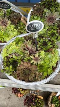 Succulent arrangement in decorative pots displays a variety of vibrant green hues and unique textures, perfect for enhancing any gardening space or home decor, showcasing nature's beauty