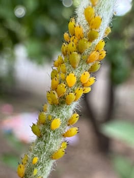 Aphid infestation on tree branch in garden. Concept of pest control, plant health, and natural infestation