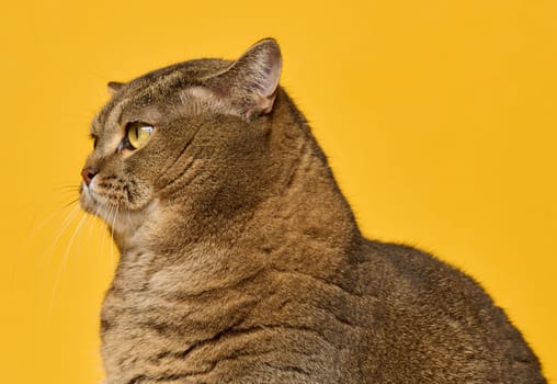 Portrait of an adult gray straight-eared cat in profile on a bright yellow background